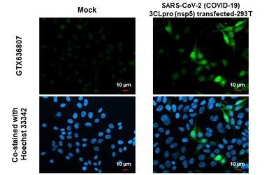 Anti-SARS-CoV-2 (COVID-19) 3CLpro (nsp5) antibody [HL1367] used in Immunocytochemistry/ Immunofluorescence (ICC/IF). GTX636807